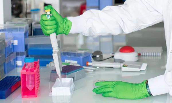 Les chercheurs ont mis en évidence une protéine qui pourrait s’avérer un biomarqueur pertinent pour évaluer la sensibilité des leucémies aiguës lymphoblastiques T au traitement ruxolitinib. © Julie Bourges