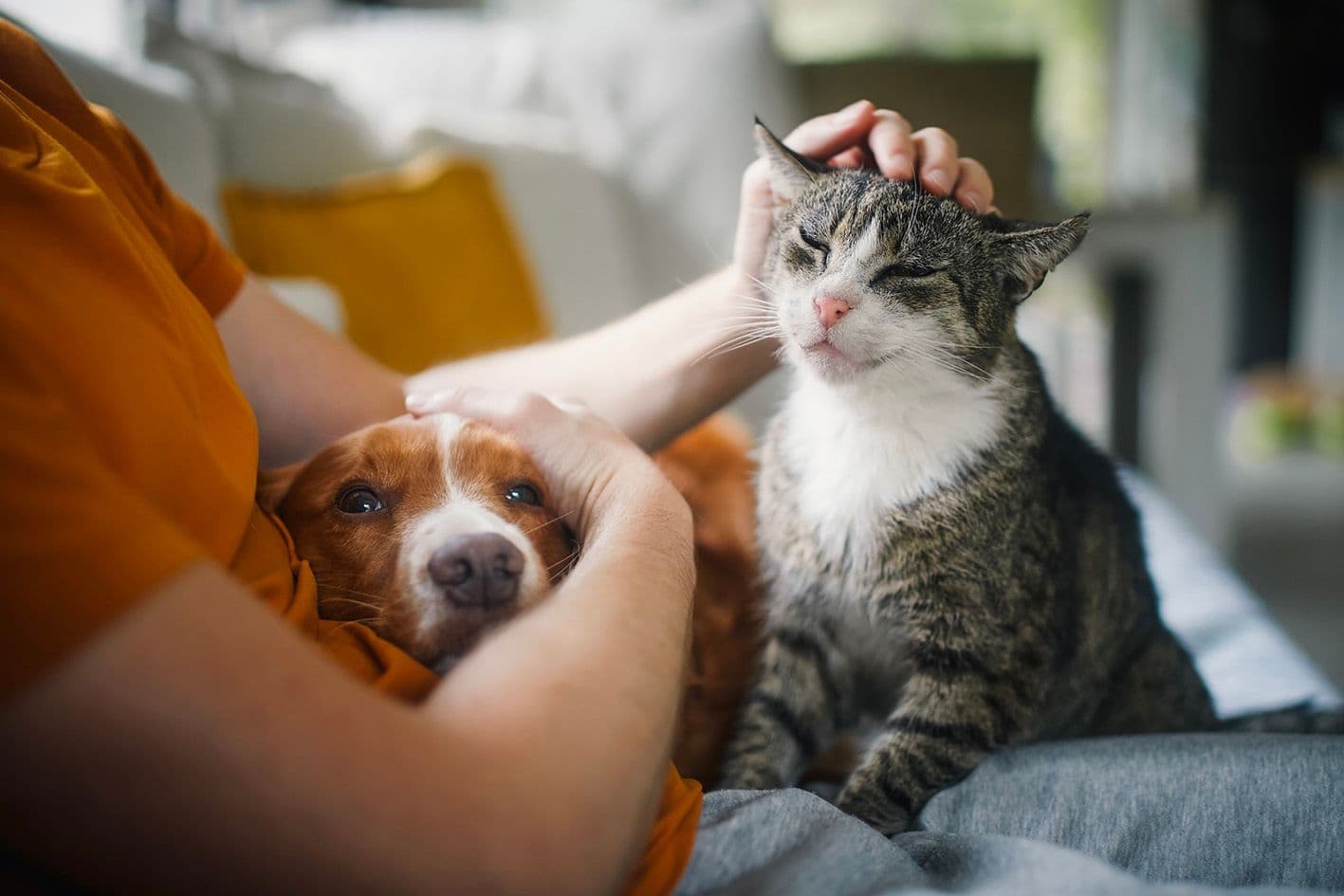 Avoir un animal de compagnie, est-ce bon pour la santé ?