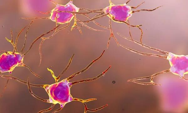 Mieux comprendre les mécanismes de stockage de l’information dans le cerveau