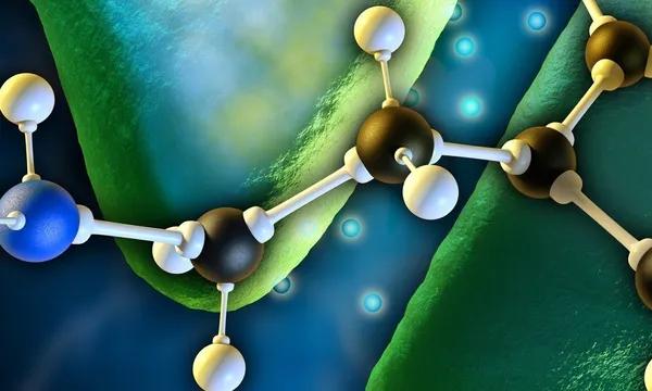 Découverte de deux protéines impliquées dans cette modulation