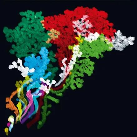 Cartographie 3D, à l'échelle cellulaire, de structures anatomiques de la tête chez l'embryon humain.