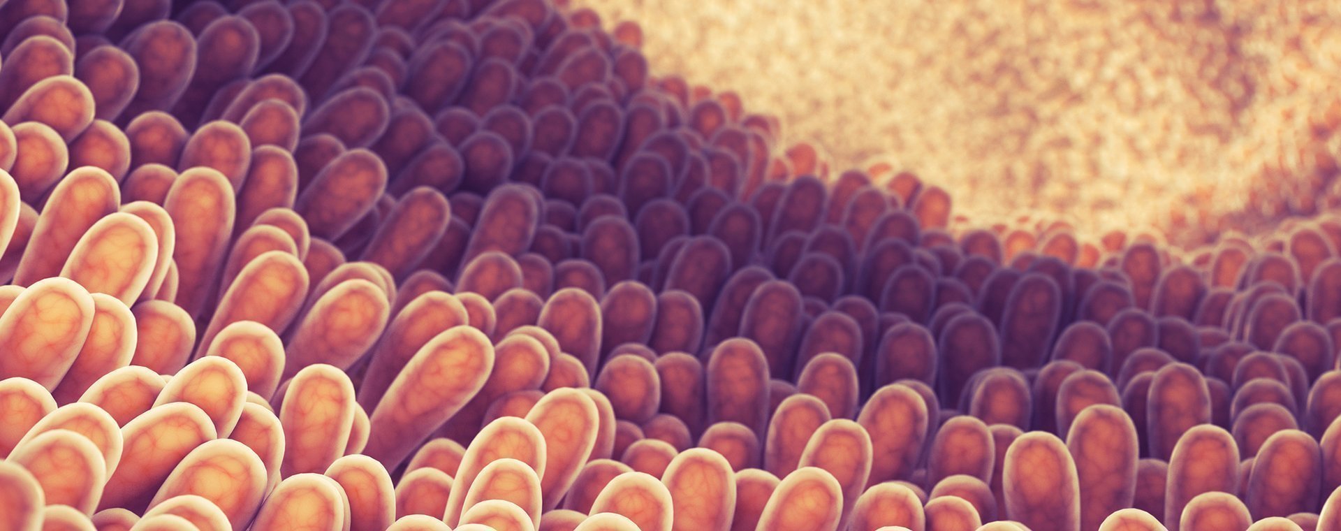 Le Microbiote Intestinal - Gambaran